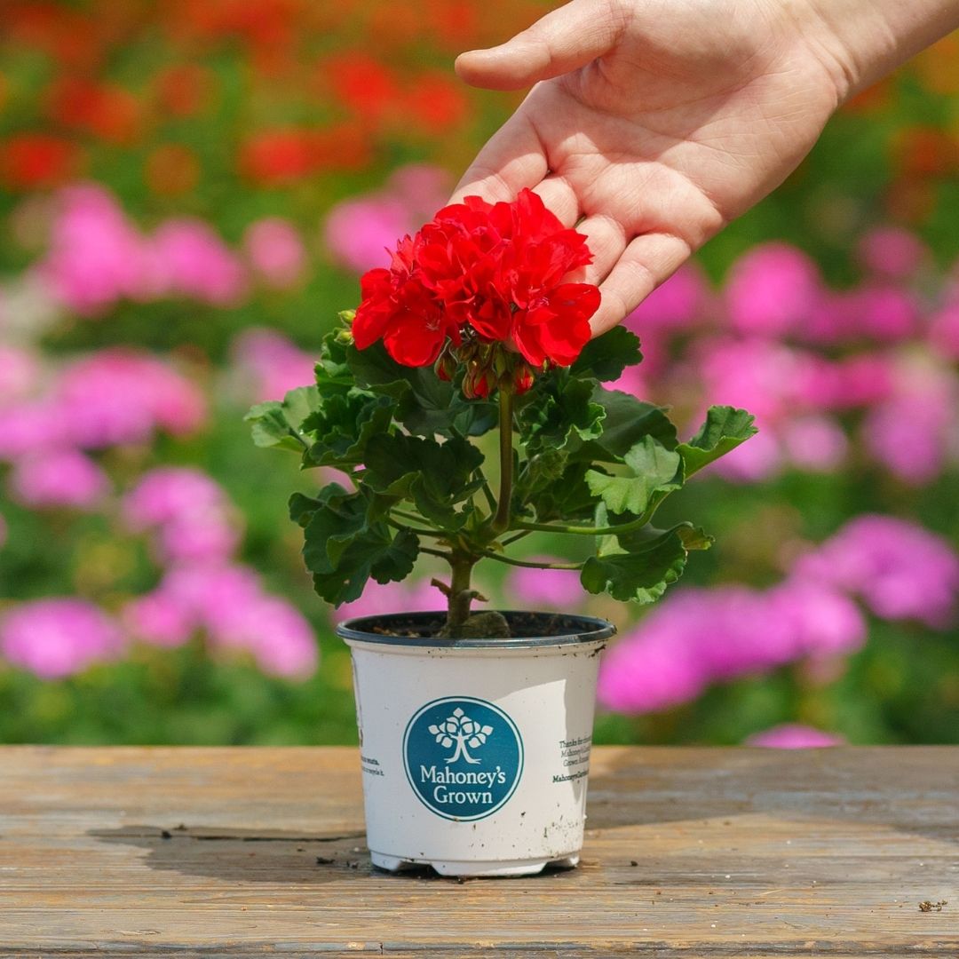 Geranium – Tango Dark Red – 4″ Pot